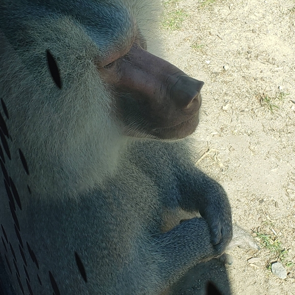 Meet your Posher, Wanda - Picture 1 of 1